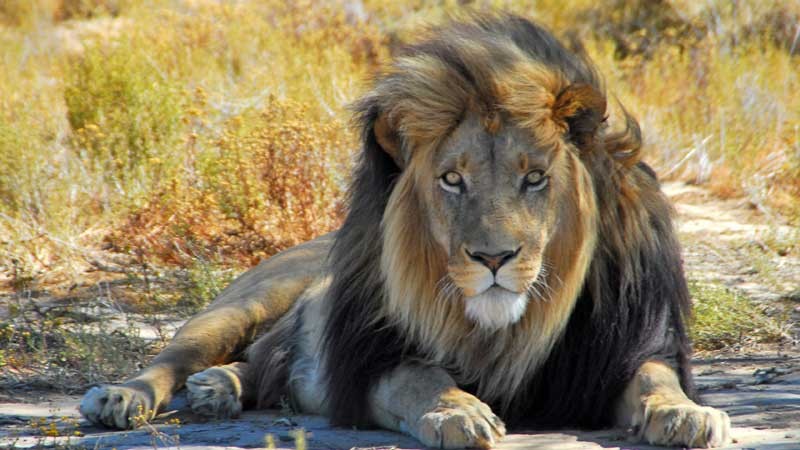 Male lion at Inverdoorn Game Reserve